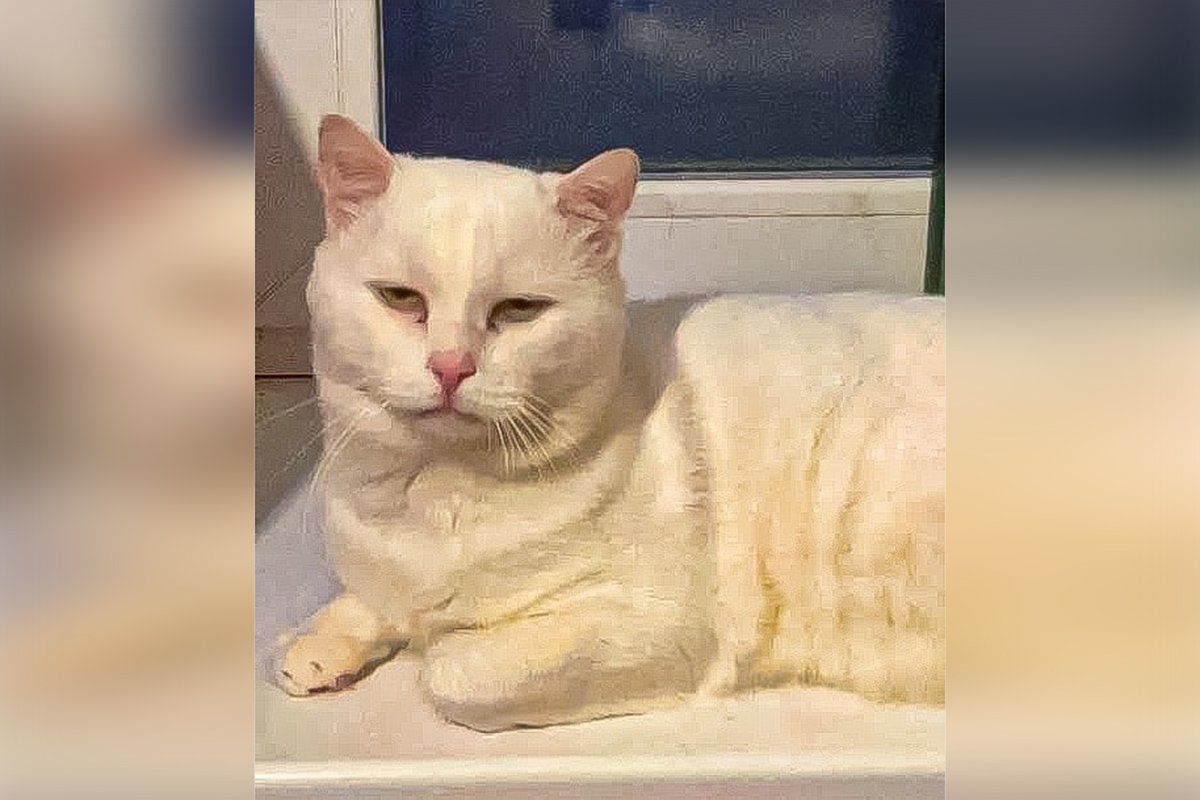 В Днепре пропало много животных: помогите найти 5