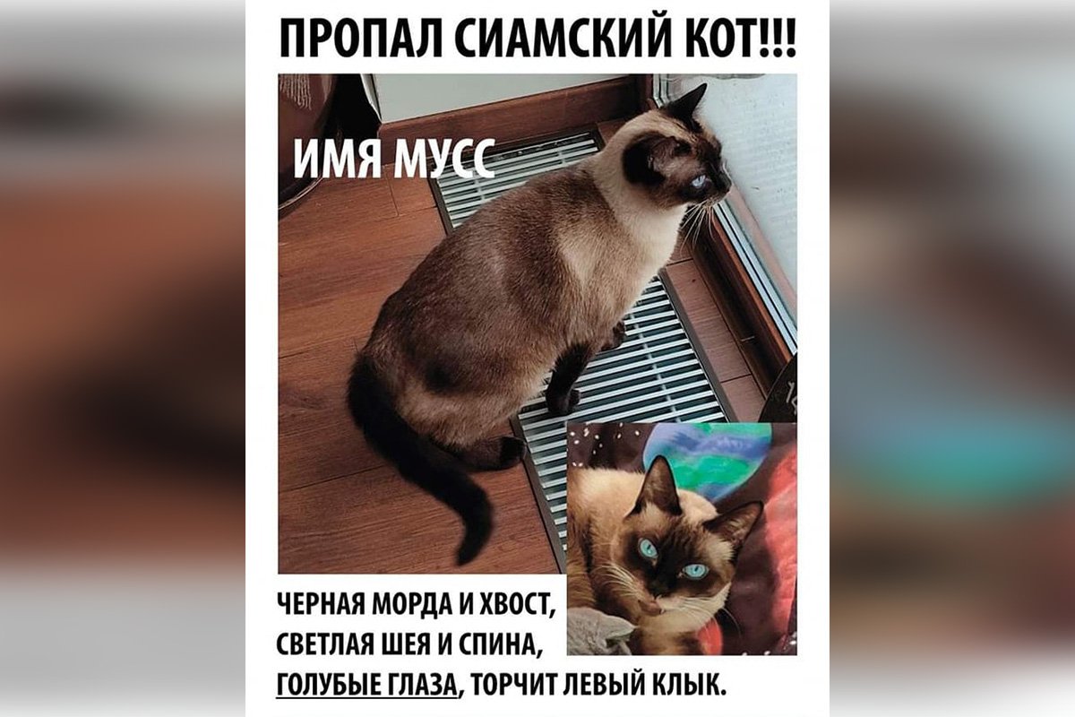 В Днепре пропало много животных: помогите найти 6