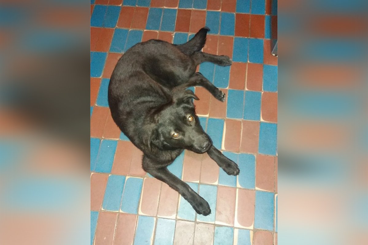 В Днепре пропало много животных: помогите найти 7