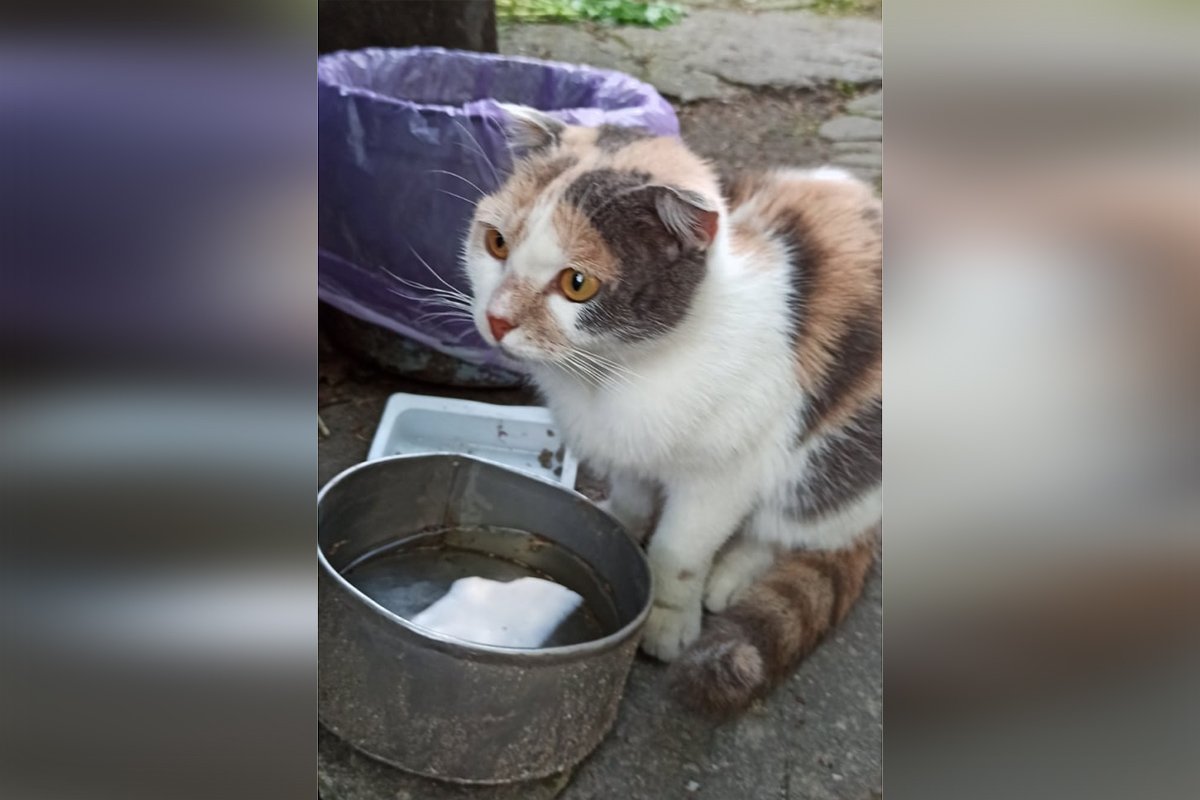 В Днепре пропало много животных: помогите найти 8