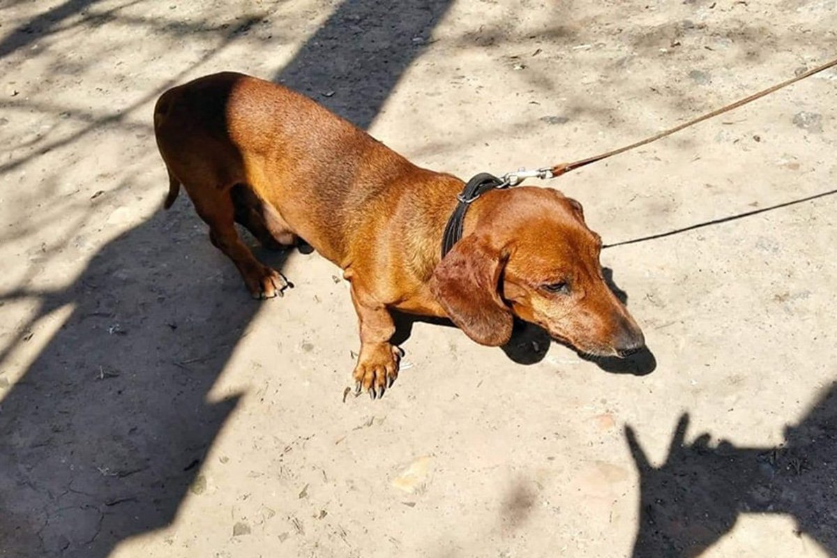 В Днепре пропало много животных: помогите найти 9