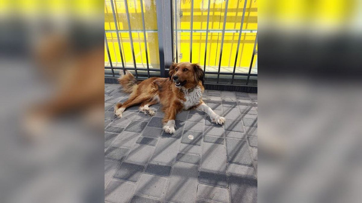 В Днепре пропало много животных: помогите найти 10