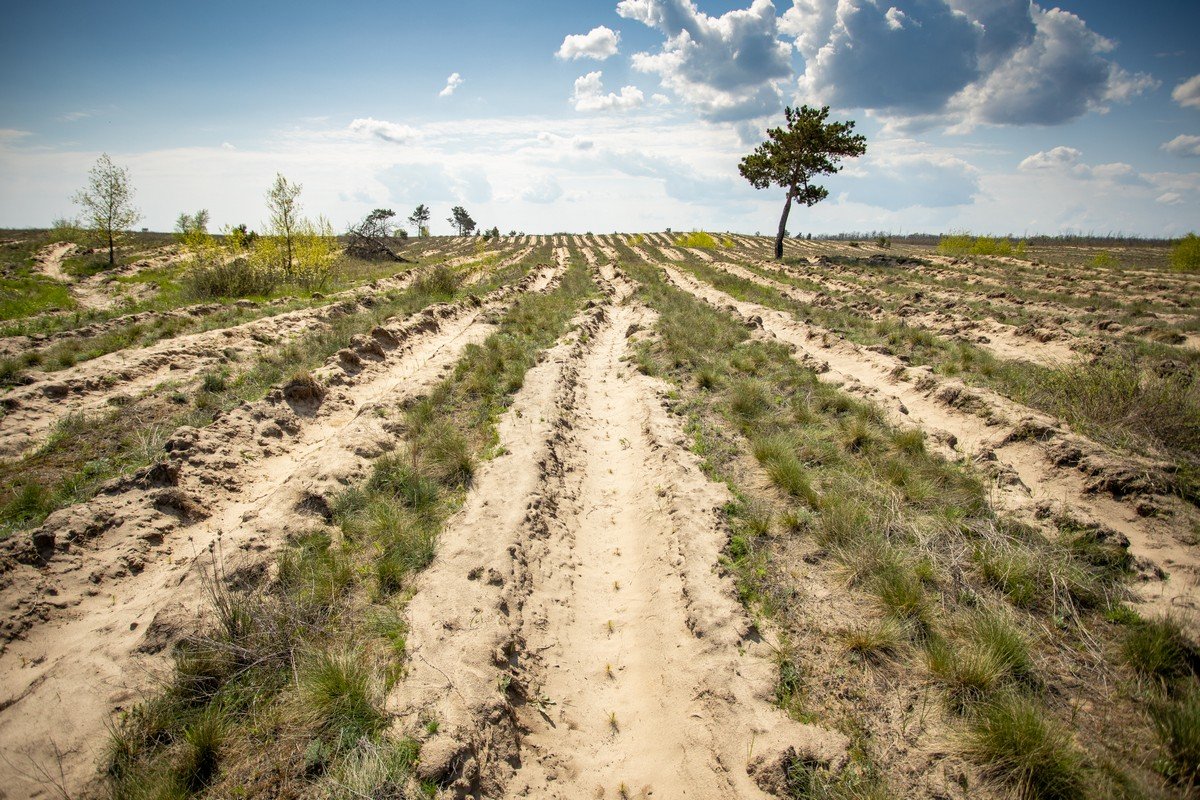 В этом году в Днепропетровской области высадили около 170 гектаров лесов 3