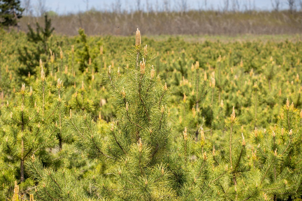 В этом году в Днепропетровской области высадили около 170 гектаров лесов 5