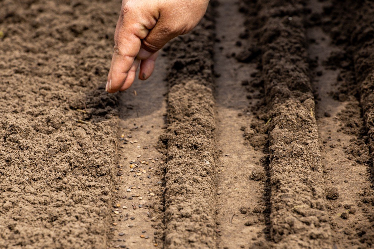 В этом году в Днепропетровской области высадили около 170 гектаров лесов 6