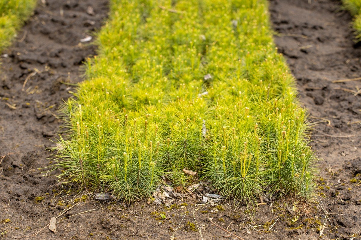 В этом году в Днепропетровской области высадили около 170 гектаров лесов 7