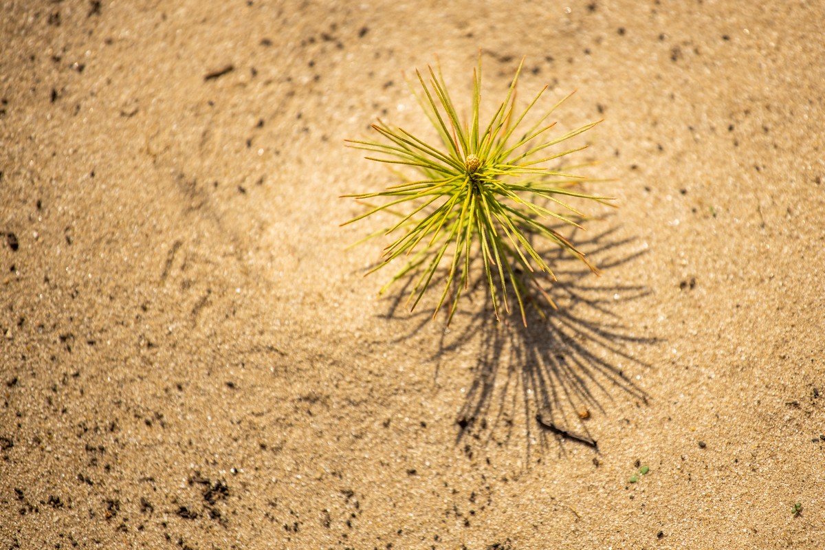 В этом году в Днепропетровской области высадили около 170 гектаров лесов 8