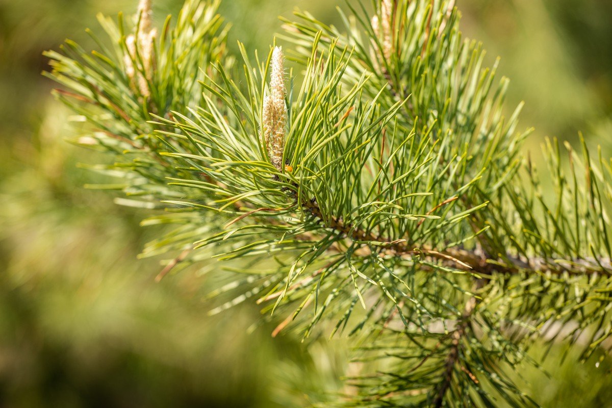 В этом году в Днепропетровской области высадили около 170 гектаров лесов 9