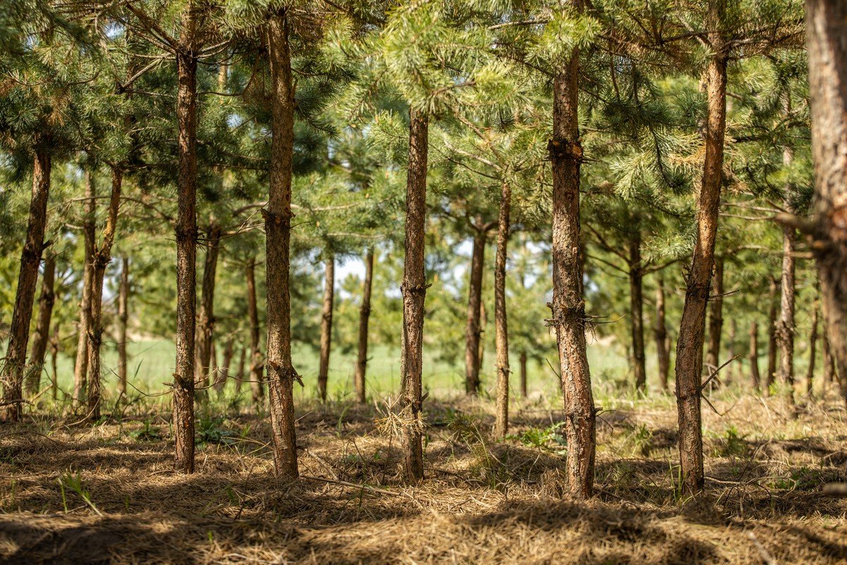 В этом году в Днепропетровской области высадили около 170 гектаров лесов 10