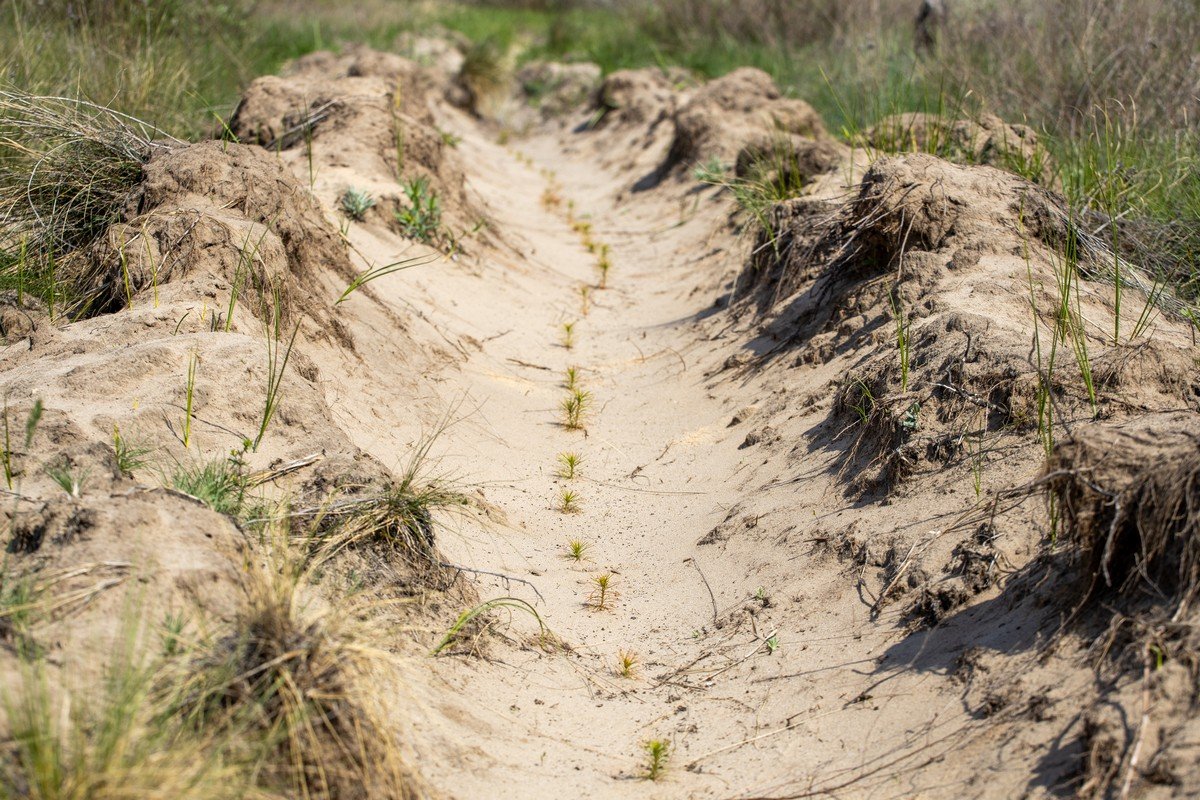 В этом году в Днепропетровской области высадили около 170 гектаров лесов 11