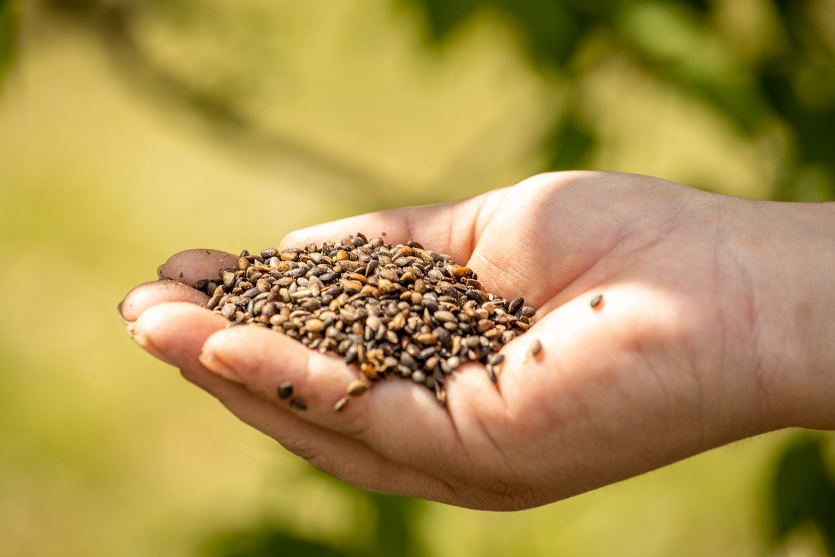 В этом году в Днепропетровской области высадили около 170 гектаров лесов 13