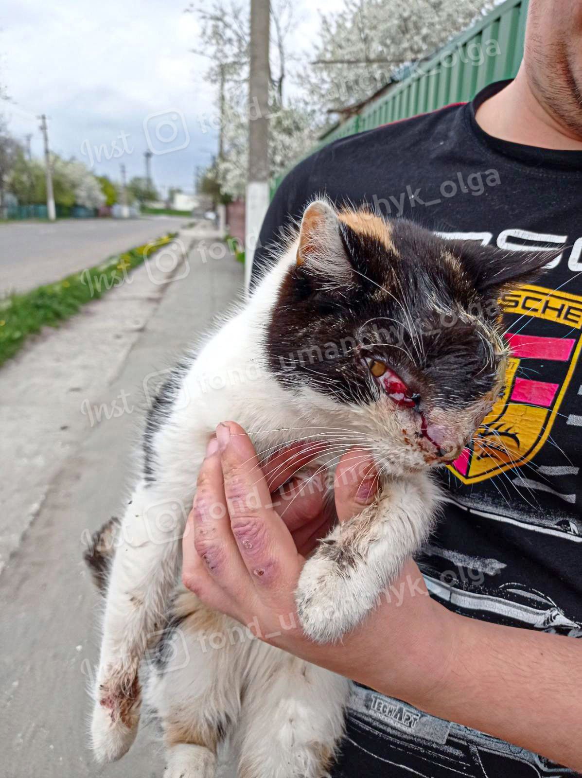 В Днепре спасают кошечку, которую сильно избили 2