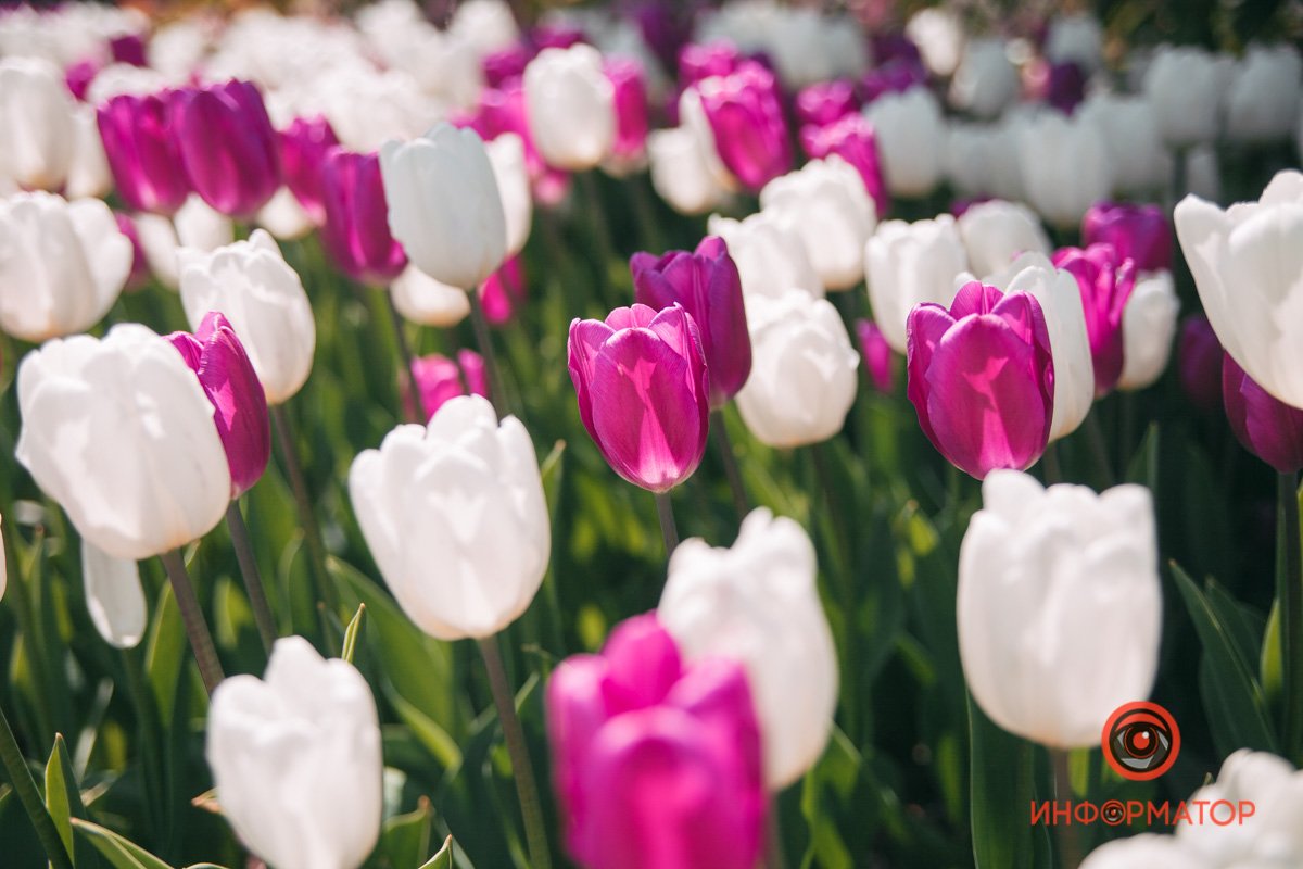 Тюльпана нежный лепесток