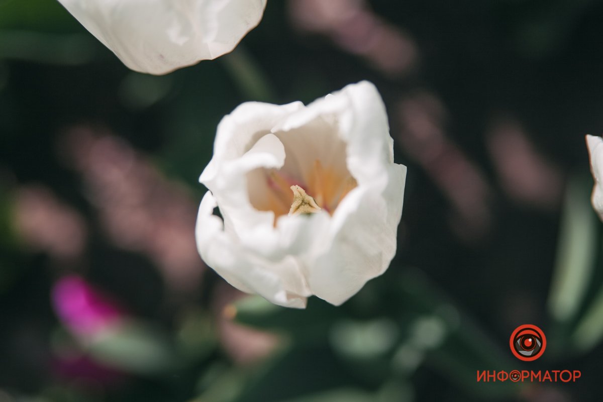 В букете льнет к цветку цветок