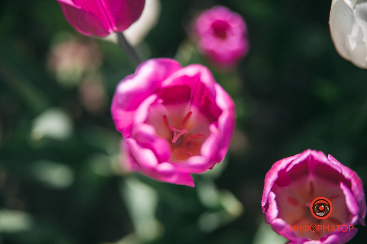 На нежной хрупкой ножке