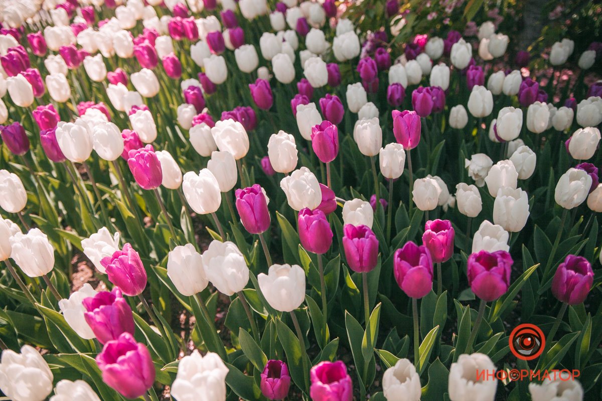 В цветах дыхание весны