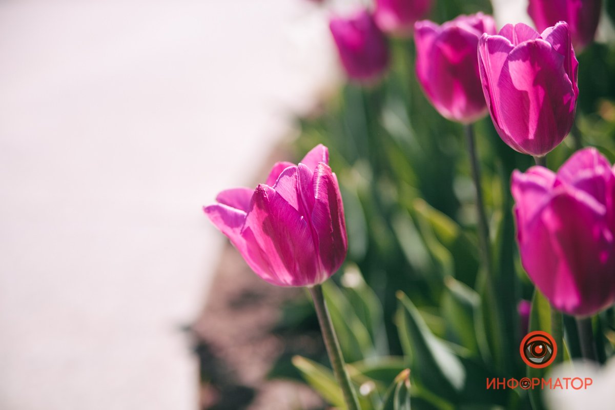 Природы пробужденье