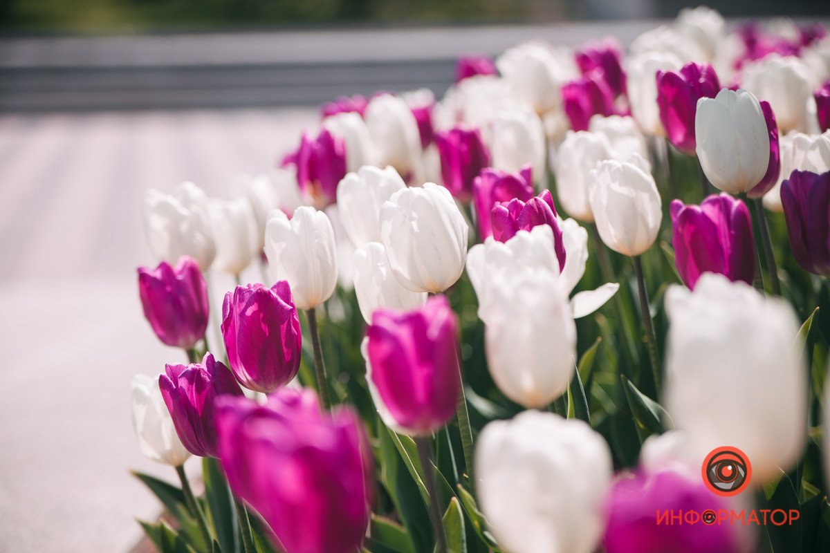 Они надеждою полны