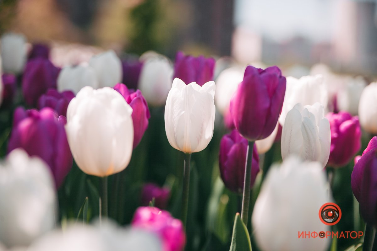 И дарят вдохновенье