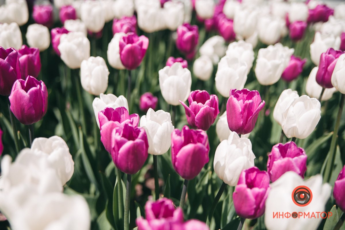 Дарю тюльпаны, пусть они