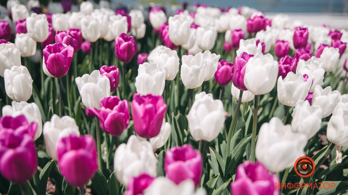 Про счастье, солнце, про весну