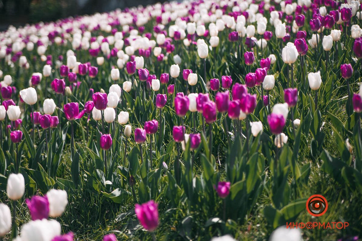 Букет тюльпанов — маленький намёк