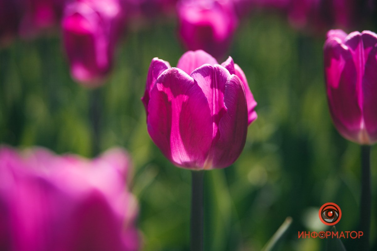 Надеюсь я, им вызвать твой восторг