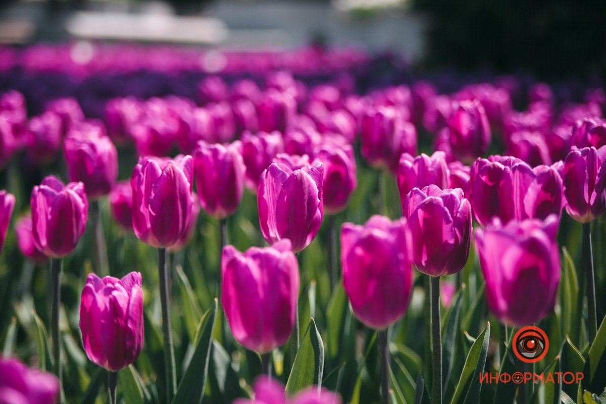 Ну, и улыбку получить, конечно