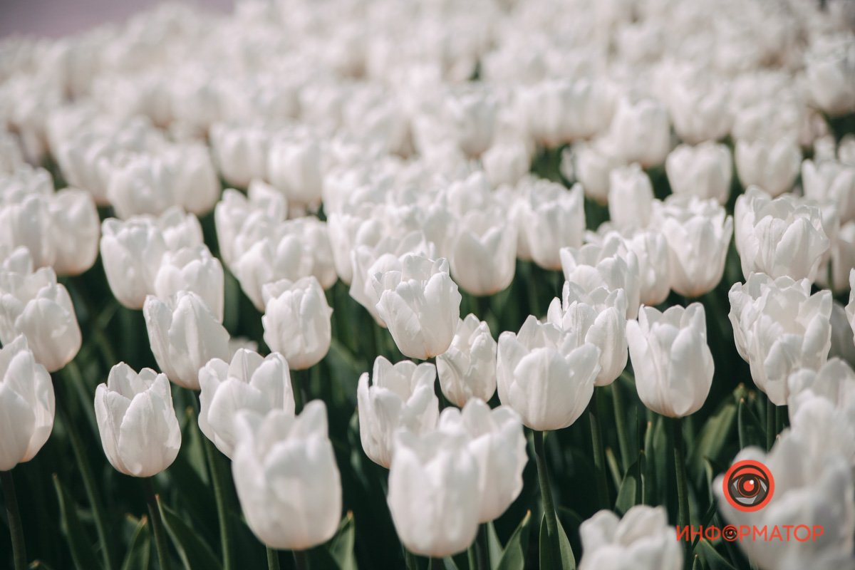 Пусть ярко разукрасит серость дней