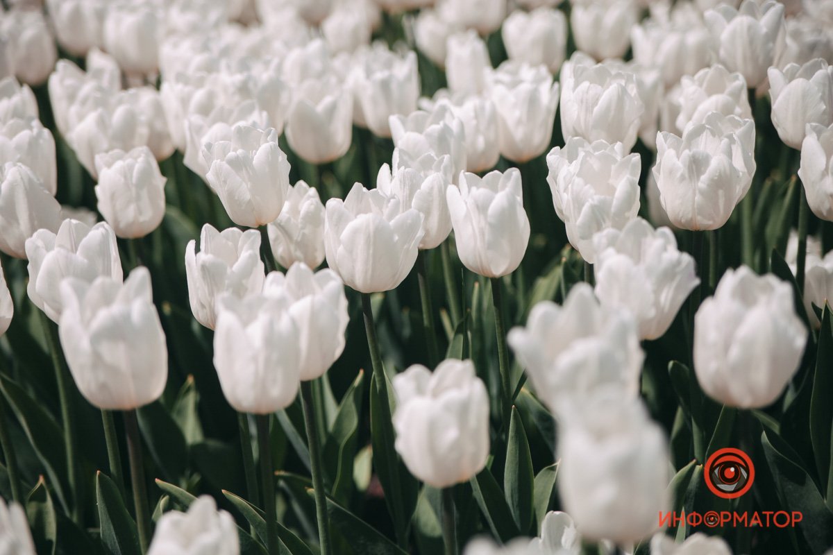 Этот букет, как радуги сиянье