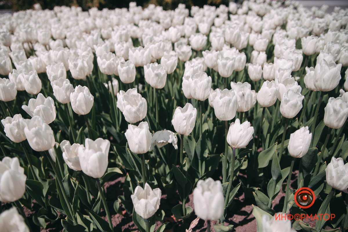 И ароматом, что других нежней