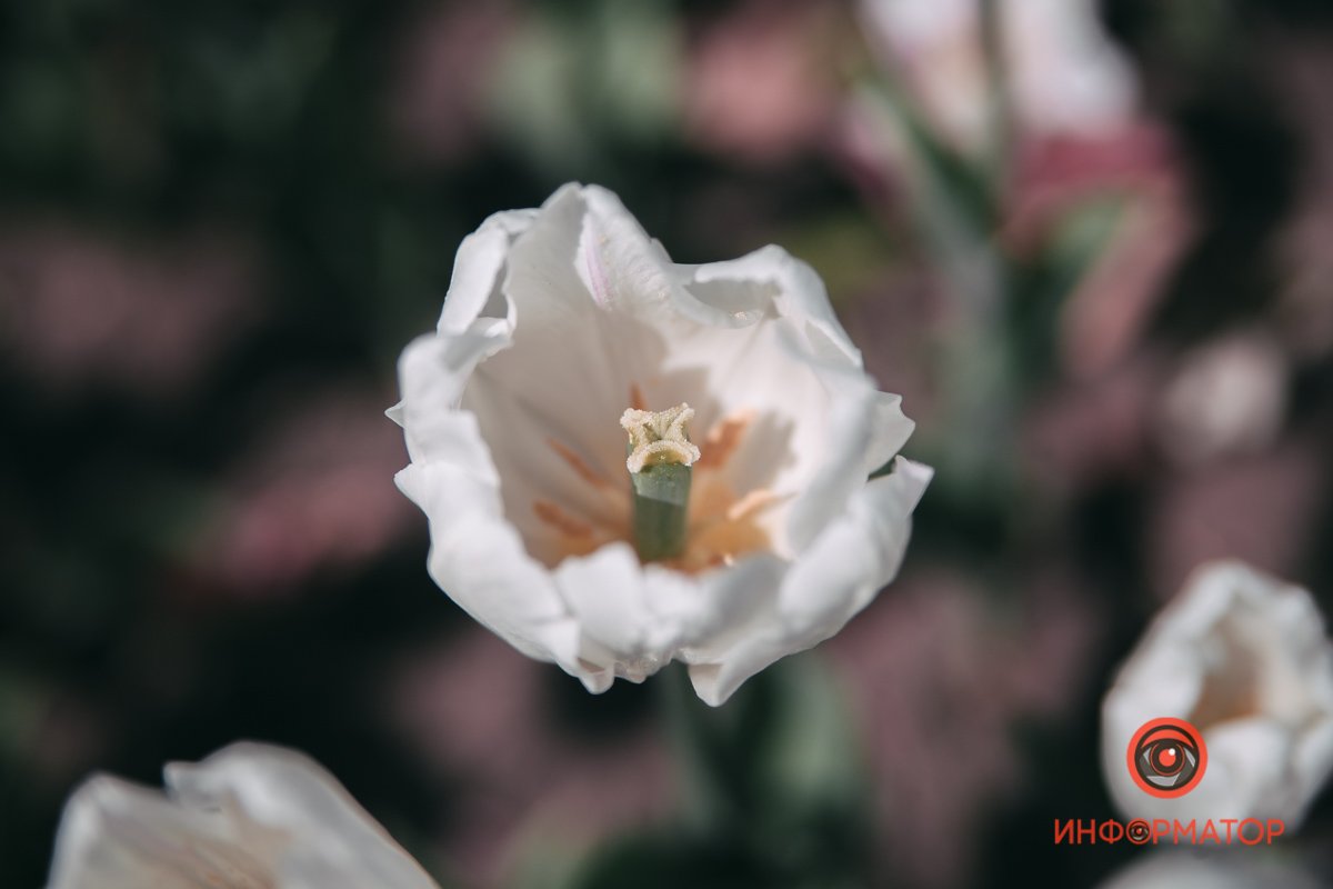 Пусть затуманит он твоё сознанье