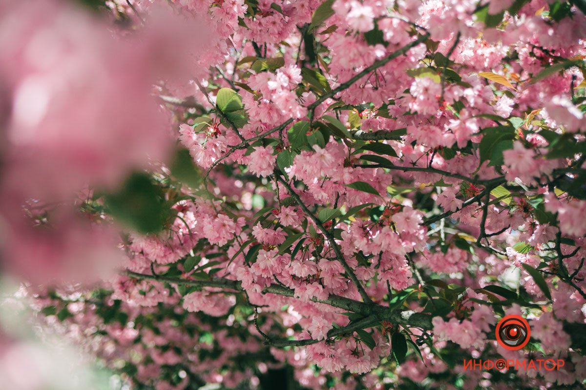 Сакура зацвела