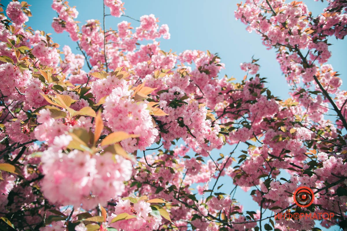 Предвещает светлое будущее