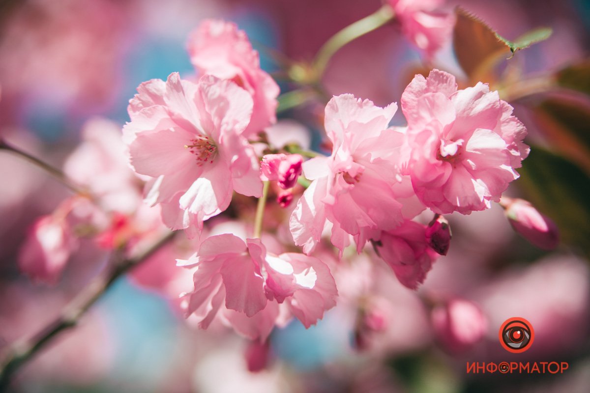 Благоухает