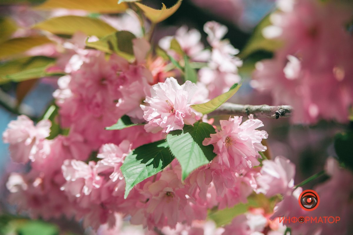 Столько нежности