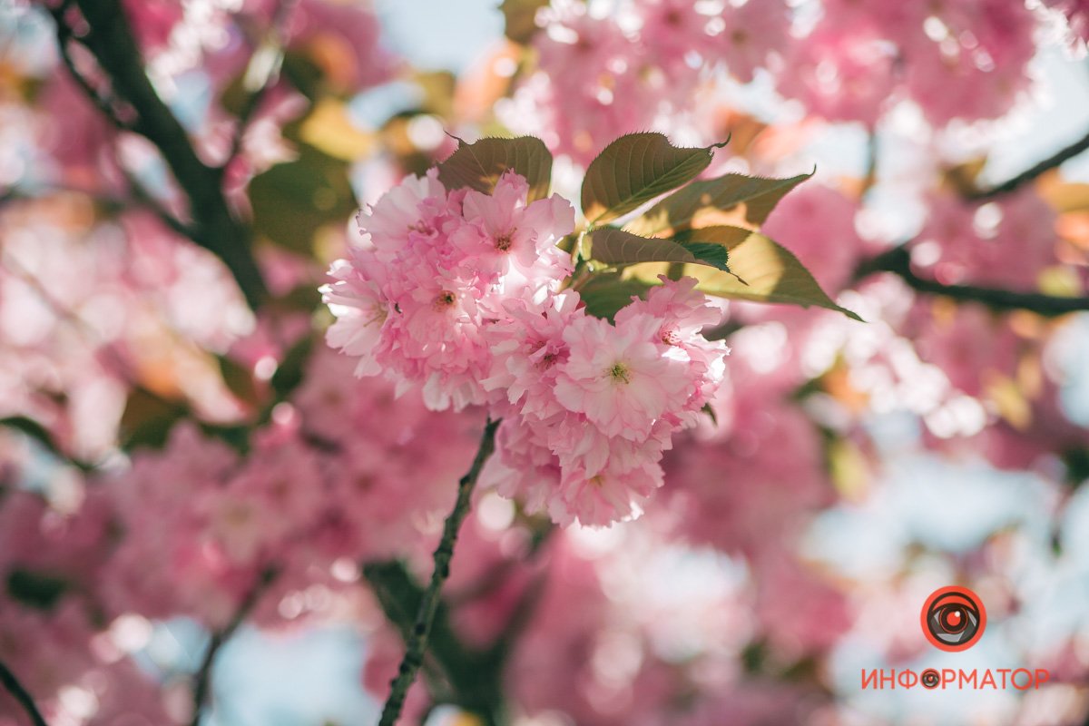 Приближает лето