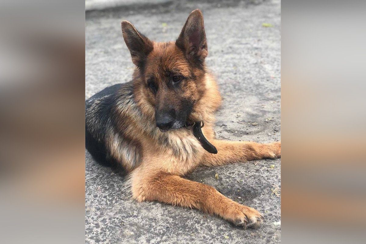 Животные ищут дом: где в Днепре найти себе кота или собаку 1