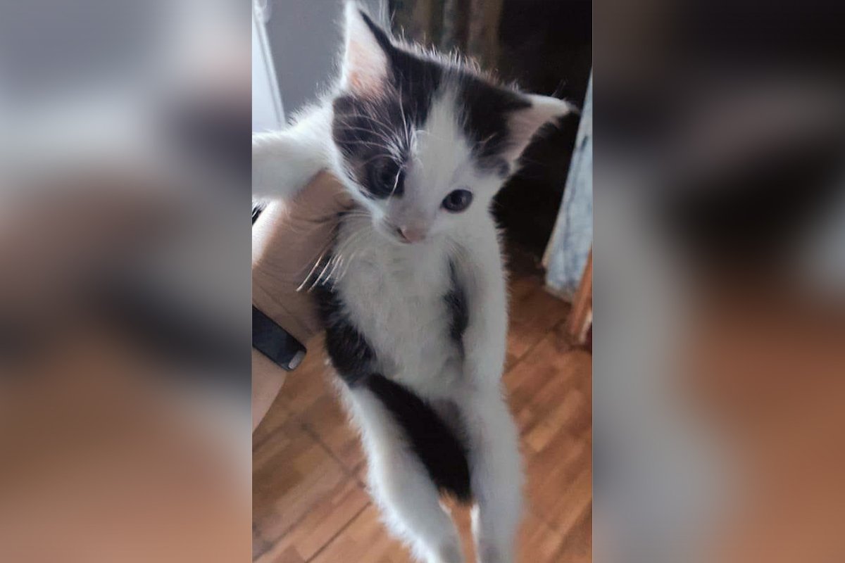 Животные ищут дом: где в Днепре найти себе кота или собаку 2