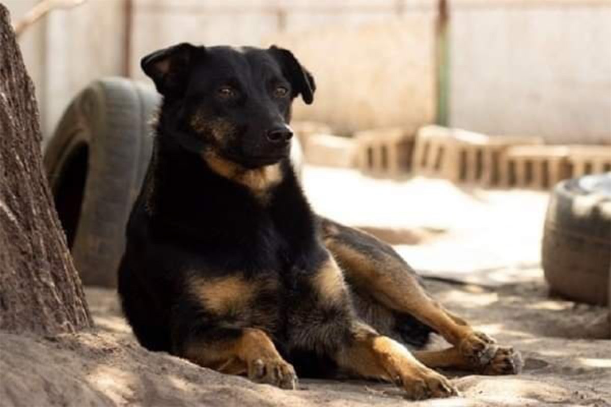 Животные ищут дом: где в Днепре найти себе кота или собаку 3