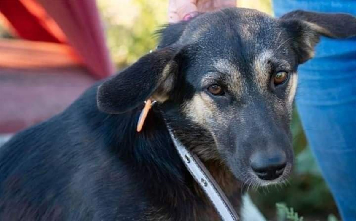 Животные ищут дом: где в Днепре найти себе кота или собаку 4