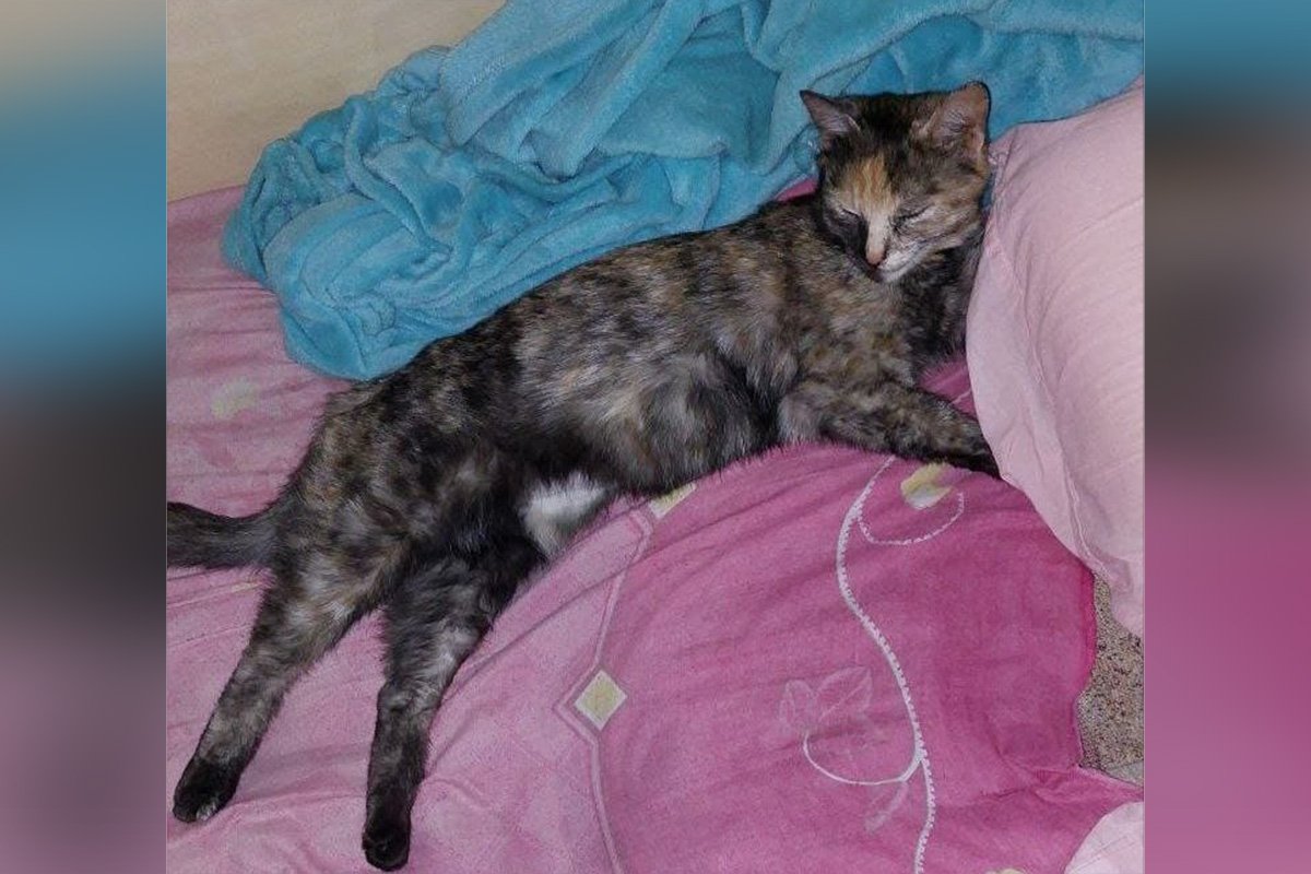 Животные ищут дом: где в Днепре найти себе кота или собаку 5