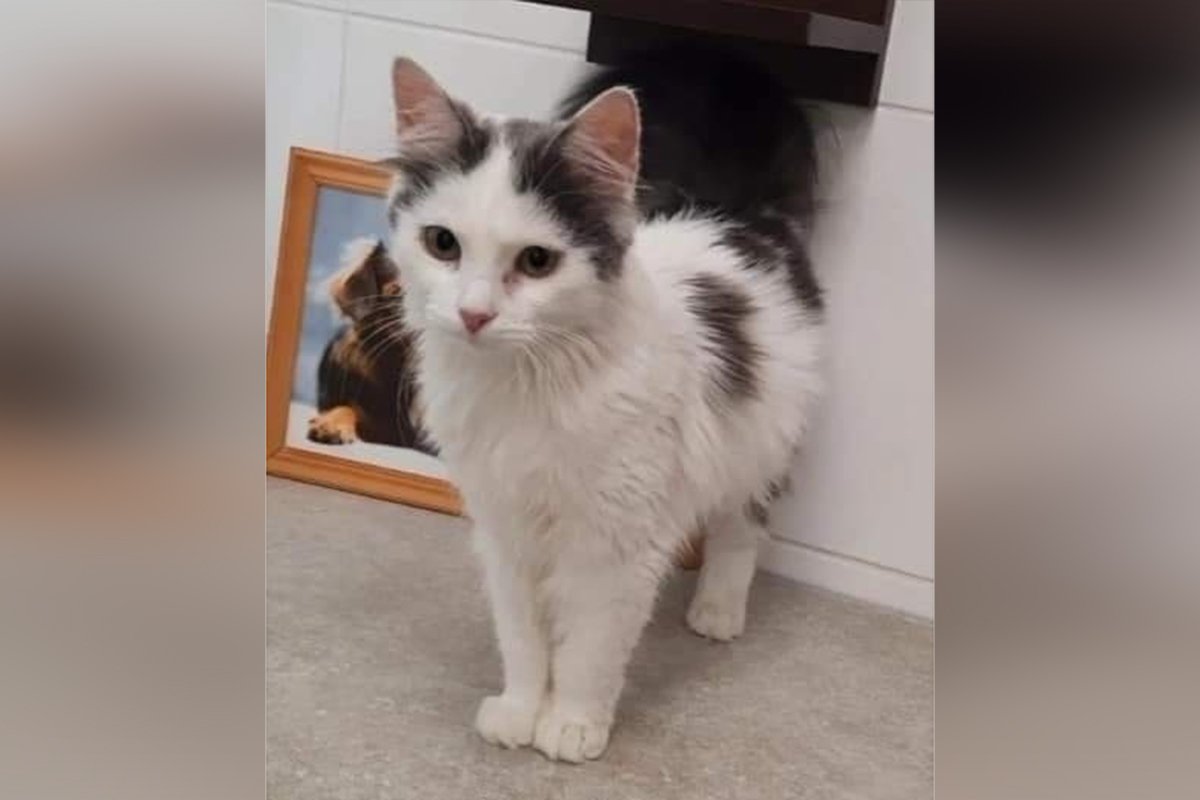 Животные ищут дом: где в Днепре найти себе кота или собаку 7