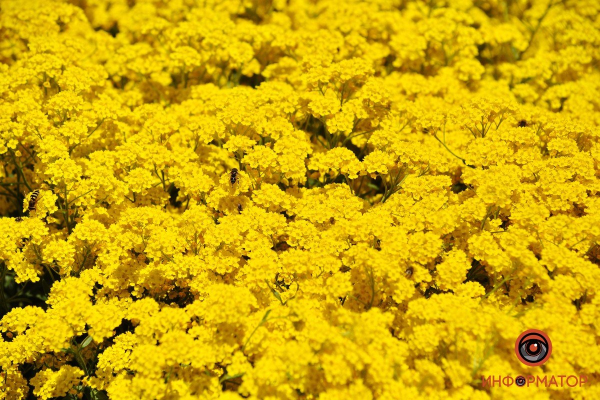 Ботанический сад ДНУ