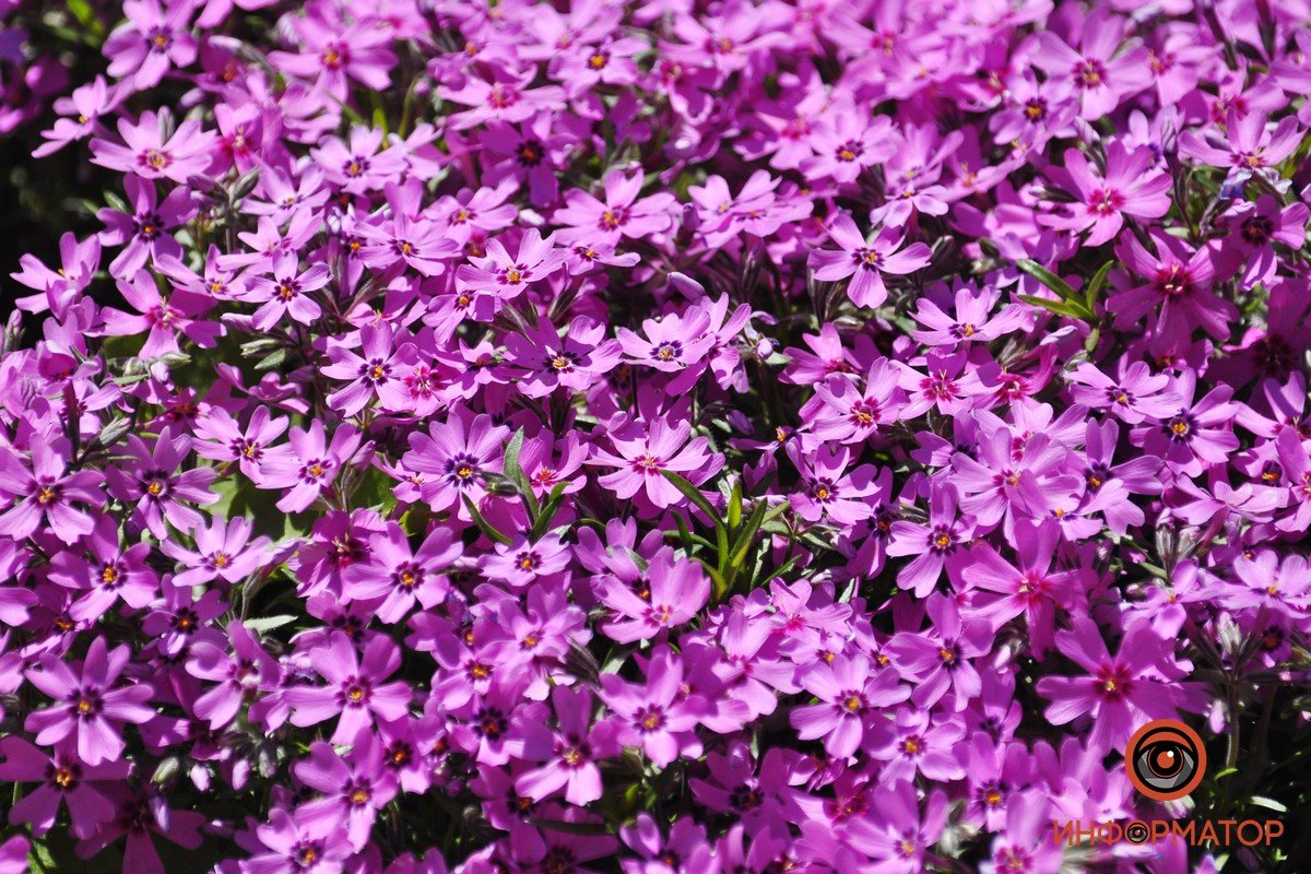 Яркий "ковер"