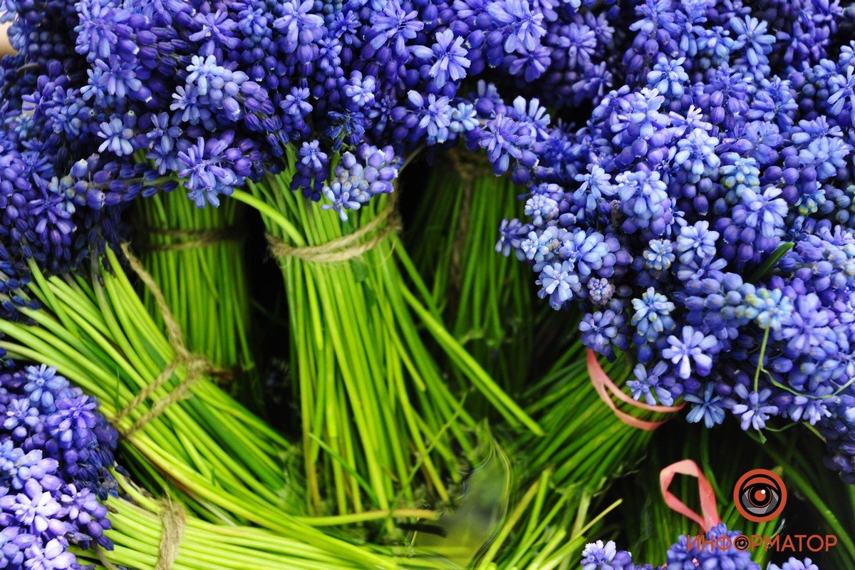 Некоторые растения можно приобрести