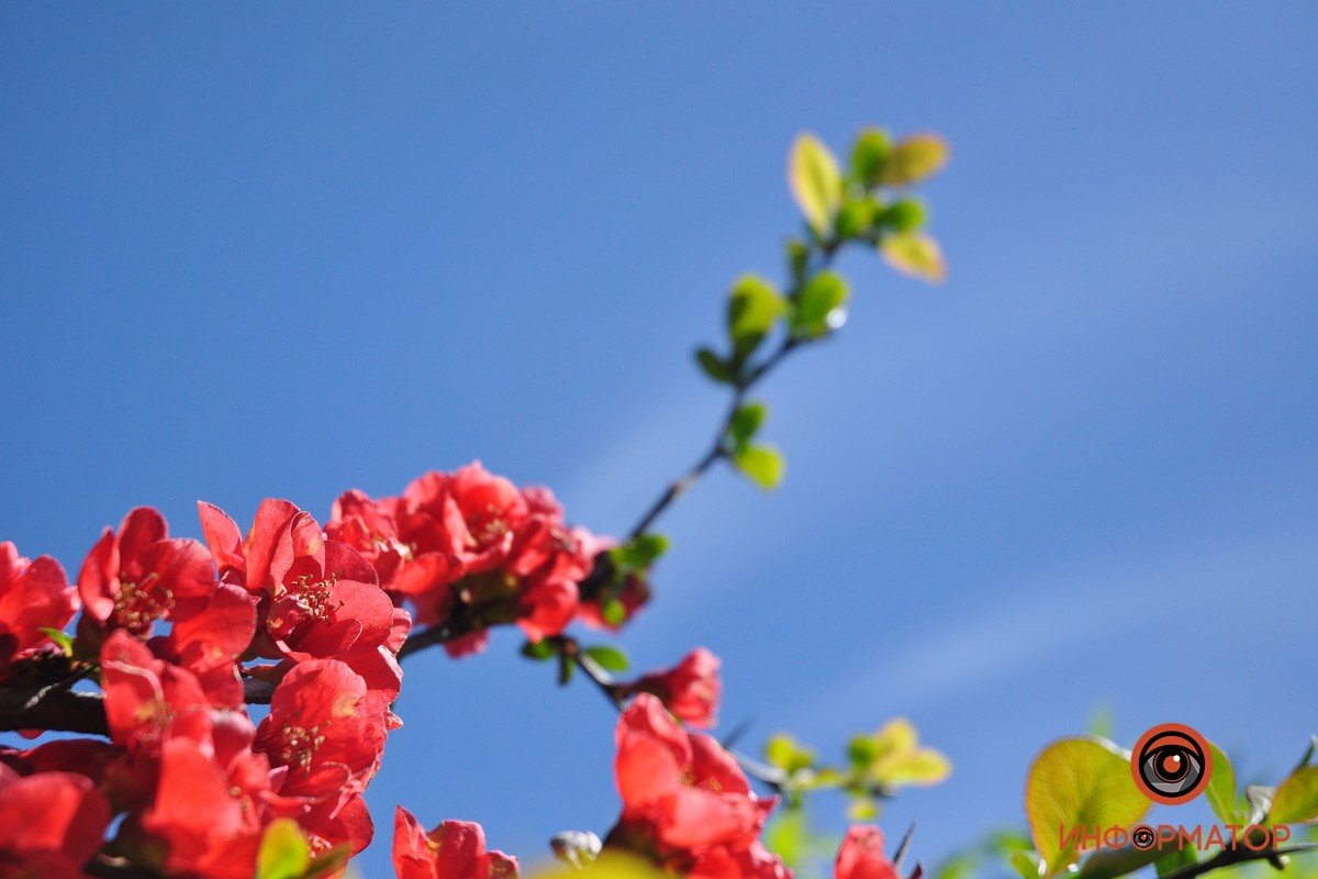 Ботанический сад открыли в 1931 году