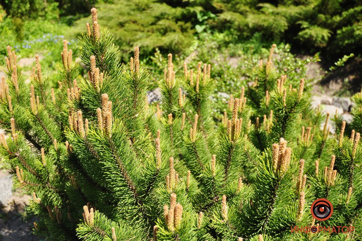 Хвойный уголок