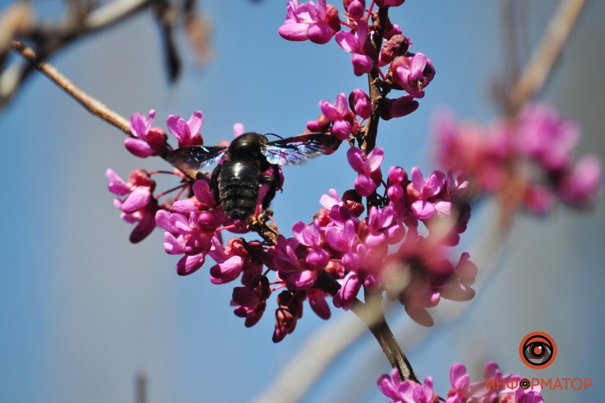 Природа оживает