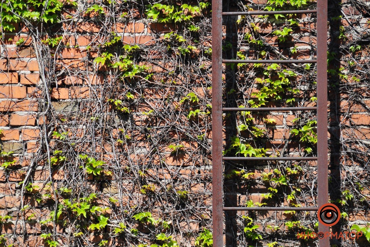 Природа найдет путь